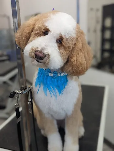 Velvet Hound Groomery - Cat grooming in Oro Valley