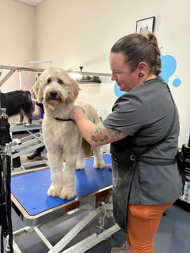 Puppy Pad Styles - Cat grooming in Spokane