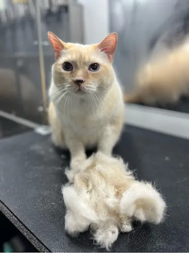 Happy Tails Mobile Pet Spa - Cat grooming in Port Orange