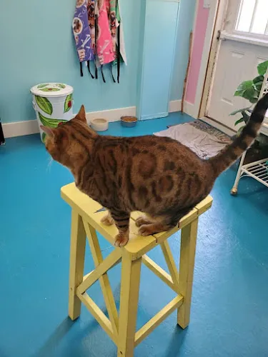 Kimberly's Boujie Pet Salon - Professional cat grooming in Nashville, IN