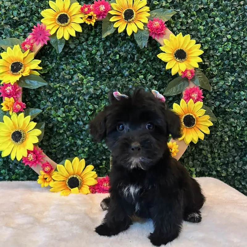 Pups Club Dog Grooming - Cat grooming in San Antonio