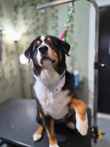 Beauty Bark Pet Spa LLC - Cat grooming in Tallahassee