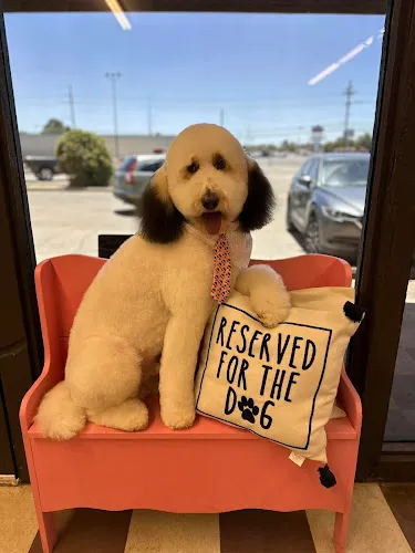 Doggie Stylin Spaw - Cat grooming in Amarillo