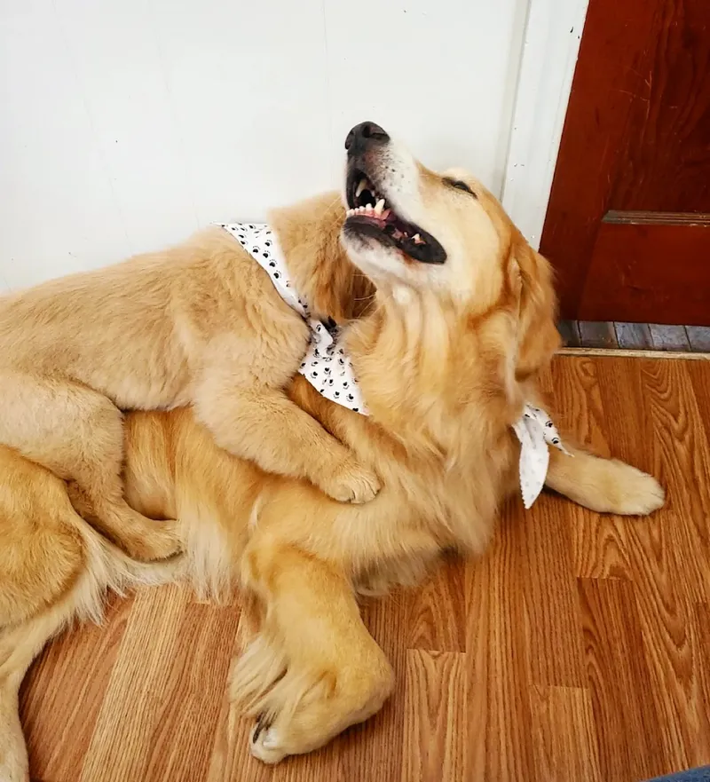 So Fetch Dog Grooming LLC - Cat grooming in Jacksonville