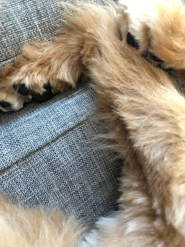 Woof n Whisker Organic Pet Salon - Cat grooming in Minnetonka