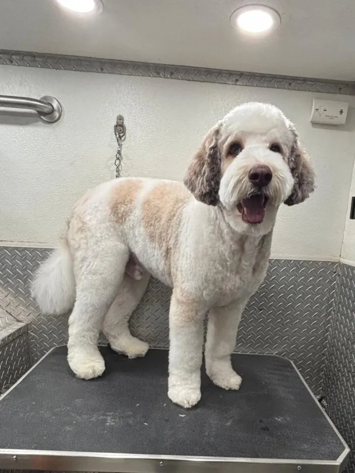 Lilos Mobile Pet Spa Houston - Cat grooming in Katy