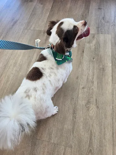 Woof Gang Bakery & Grooming Prosper - Cat grooming in Prosper
