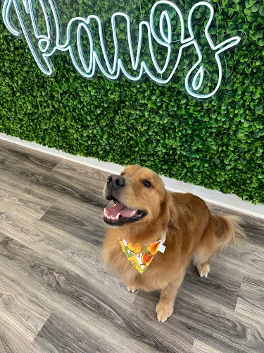 Haus of Paws - Cat grooming in Berwyn