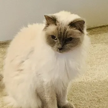 Bows and Bones Pet Grooming, LLC - Cat grooming in Bon Air