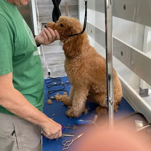 Dirty Doggy Self-Serve Grooming - Cat grooming in Marietta