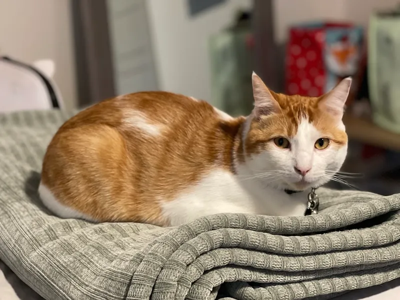 Urban Aristocats - Cat grooming in Dallas