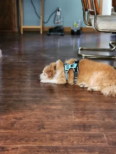 Bow Wows & Meows - Cat grooming in Sullivan