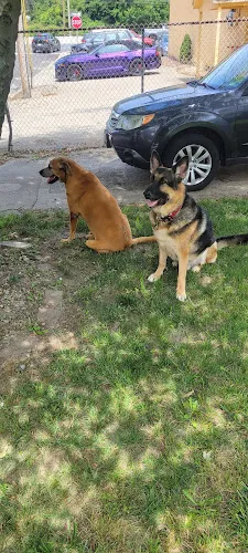 Animal Arts Pro Dog Groom - Cat grooming in Woonsocket