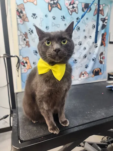 Carolina Grooming and Pet Products - Cat grooming in Fayetteville