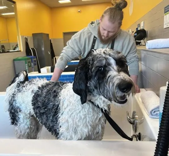 Pet Evolution - Katy, TX - Grooming | Self-Wash | Healthy Food | Mobile Nail Trim - Cat grooming in Katy