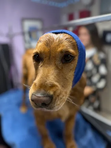 Bark & Bubble - Cat grooming in Ellensburg