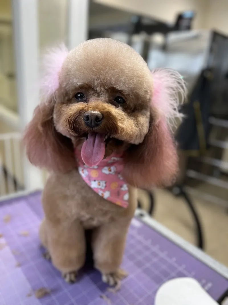 Haus of Dogs - Cat grooming in Phoenix