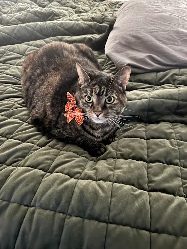 The Awesome Pawsome Pet salon & supply - Cat grooming in Moore