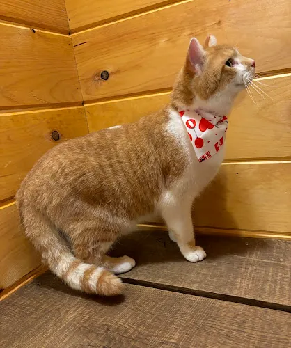 RuffRiver Grooming - Cat grooming in Holgate