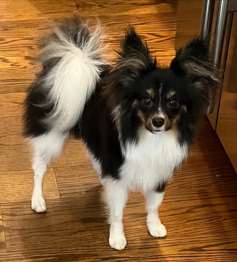 House Call Cat & Dog Grooming By Susan (Mobile Grooming) - Cat grooming in Philadelphia