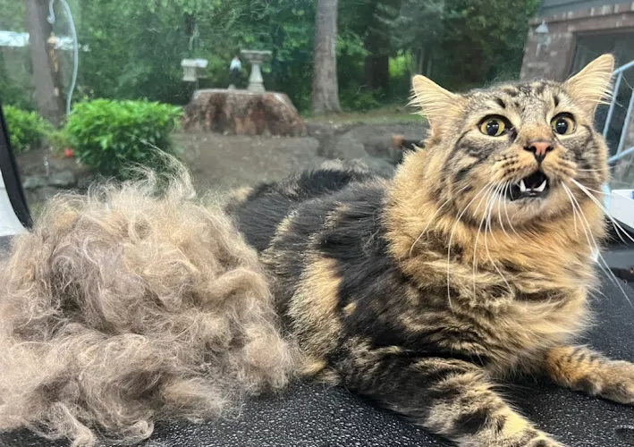 The Fur Goddess Dog and Cat Grooming - Cat grooming in Tacoma