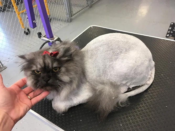 Pin Up Pets Chandler Groomer - Professional cat grooming in Chandler, AZ
