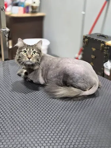 Smoochie Pooch - Mobile cat grooming in Chesterton, IN