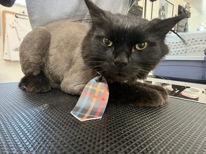 Underdogs Creative Pet Grooming - Cat grooming in Lake Point