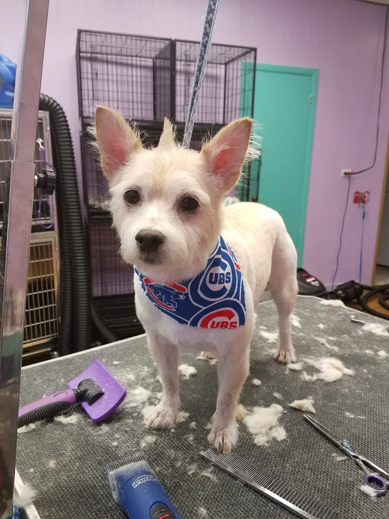 Pampered Paws Grooming - Cat grooming in Chicago