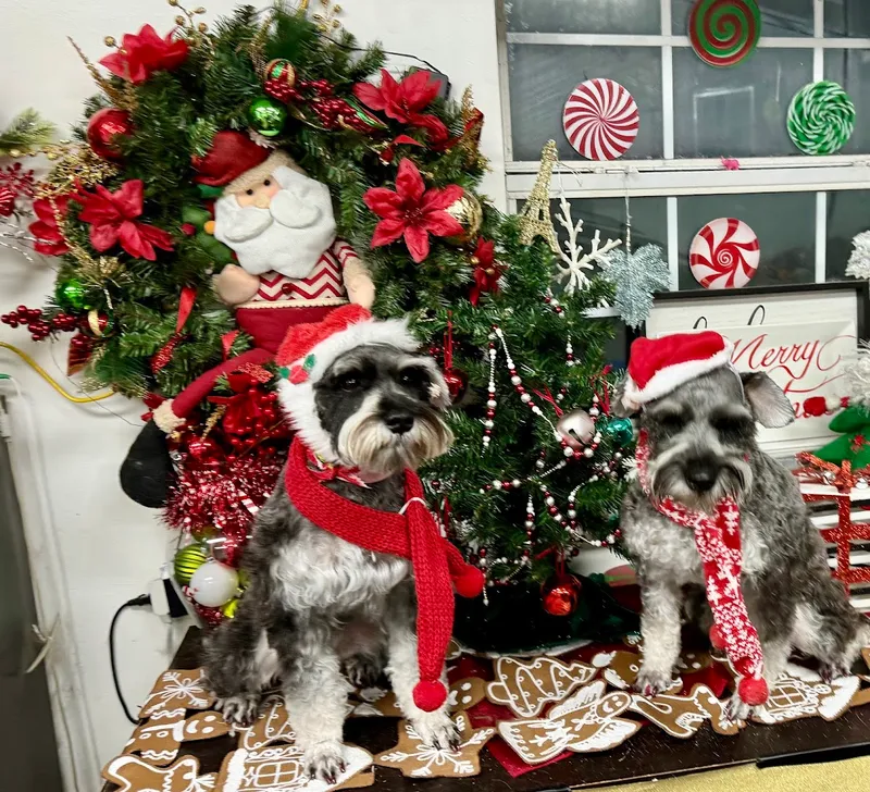 Affordable Dog Grooming - Mobile cat grooming in Houston, TX