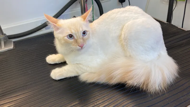 Amanda's Mobile Cat & Small Dog Grooming - Cat grooming in San Antonio