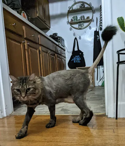 La-Chic Dog-Cat Grooming Salon - Cat grooming in Boston