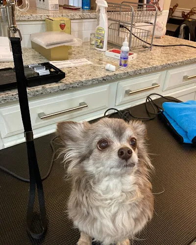 Sirius Dog Star Grooming and Healing - Cat grooming in Knoxville