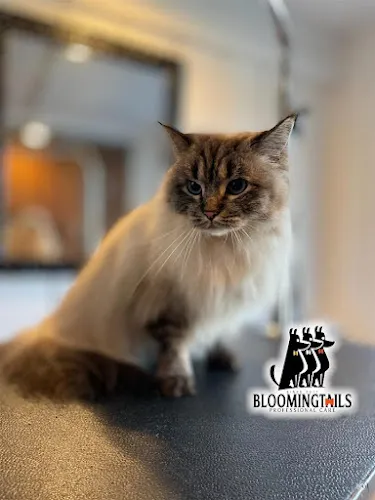 Bloomingtails Pet Grooming LLC - Cat grooming in Morristown