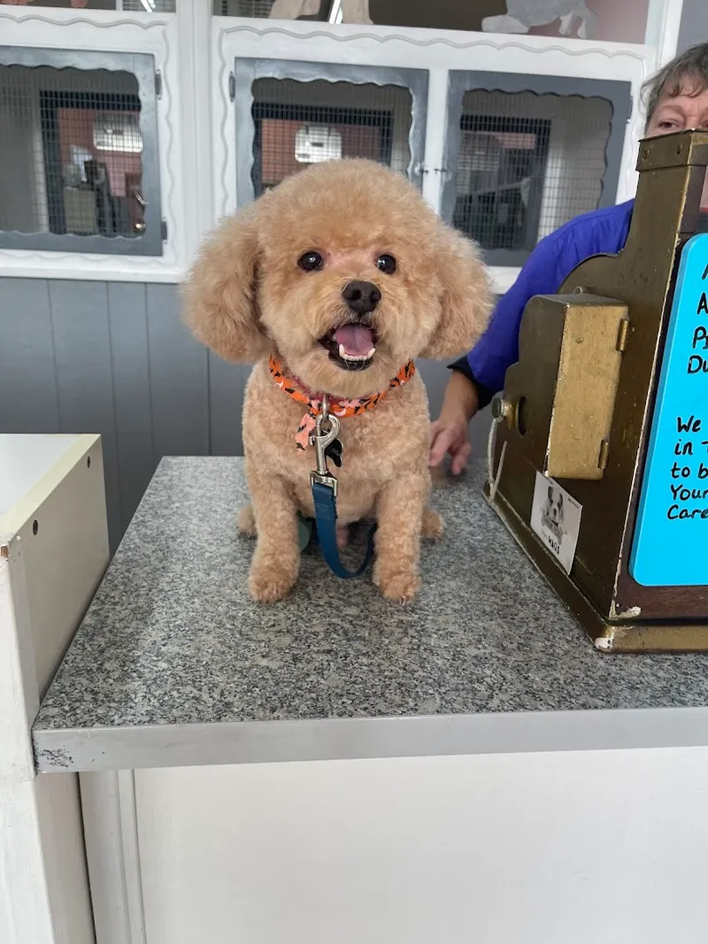 K-9 Kastle Pet Grooming - Cat grooming in Buena Park