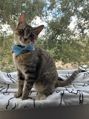 Purrfect Grooming - Mobile Pet Dog Grooming - Mobile cat grooming in Royal Palm Beach, FL