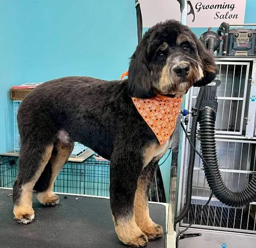 Fluffy Dog Cozy Cat Salon - Cat grooming in Summerfield