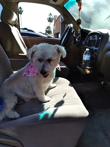 Teddy's Dog House - Cat grooming in Tucson
