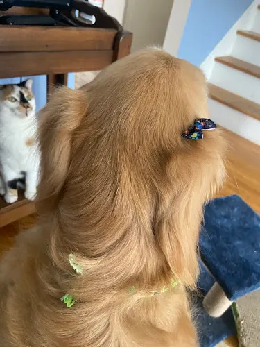 Pet Spa Paws and Play - Cat grooming in Rochester