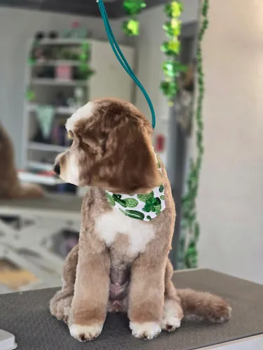 Tangled Tails Pet Spa - Cat grooming in Mulberry