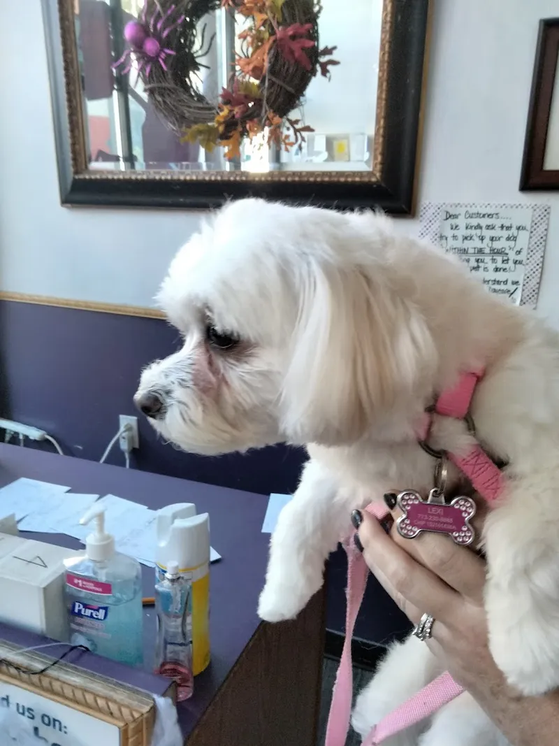City Groomers - Cat grooming in Chicago