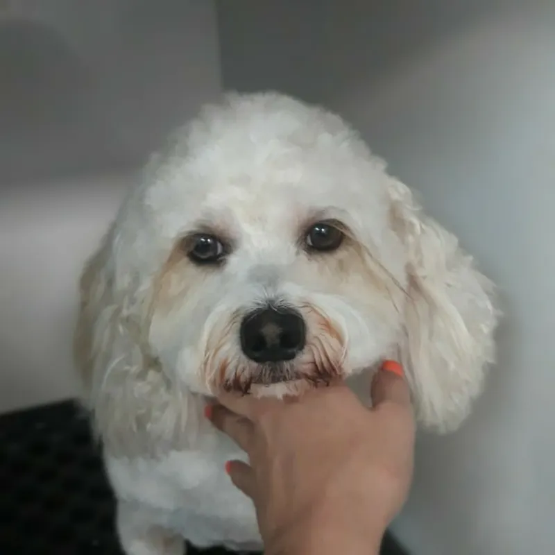 Pristine Pet Spa (Mobile grooming) - Cat grooming in Los Angeles
