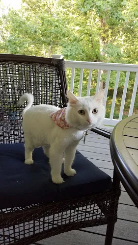 Saray's dog Grooming LLC - Cat grooming in Sullivan