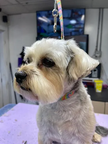 Twin Lakes Grooming & Boarding & Daycare - Cat grooming in Wilkesboro