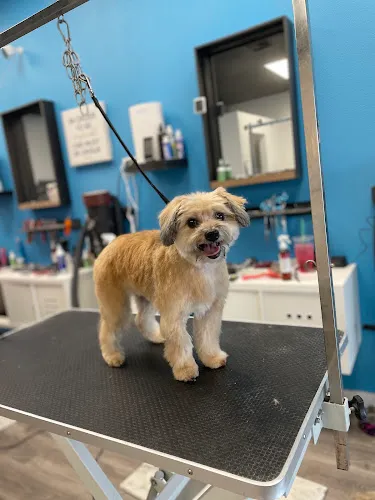 Bark Avenue - Moses Lake - Professional cat grooming in Moses Lake, WA