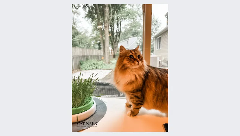 Cat Naps Cattery - Mobile cat grooming in Hamilton Township, NJ