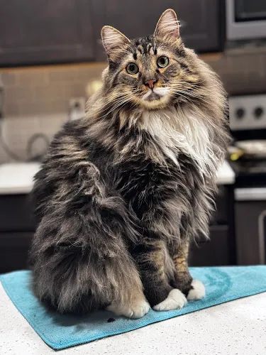 Olympic Pet Spa - Cat grooming in Lacey