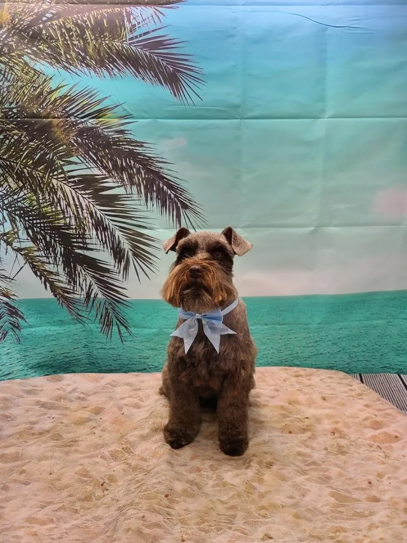 Shampoochies mobile pet spa - Mobile cat grooming in Jacksonville, FL