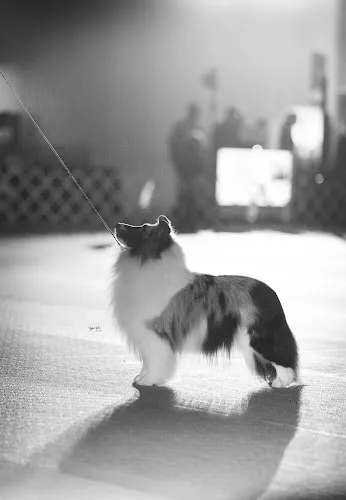 Powder River Kennels - Cat grooming in Olivehurst