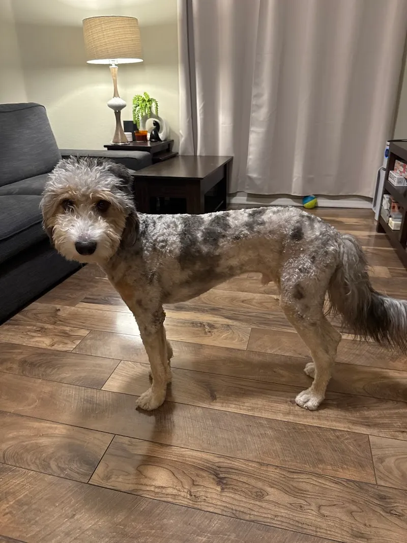 Smelly Dog - Cat grooming in Phoenix